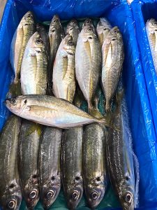 鮮魚が豊洲直送になりました